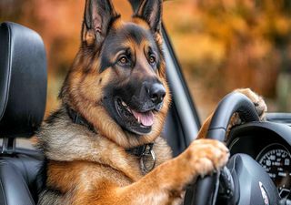 So ist es um die einzig wahre Liebe des Deutschen bestellt – Der DAT analysiert!