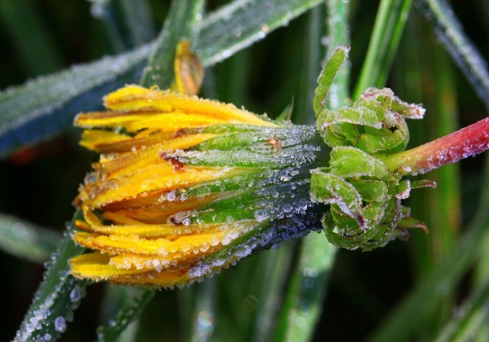 Frost am Morgen Frost am Morgen