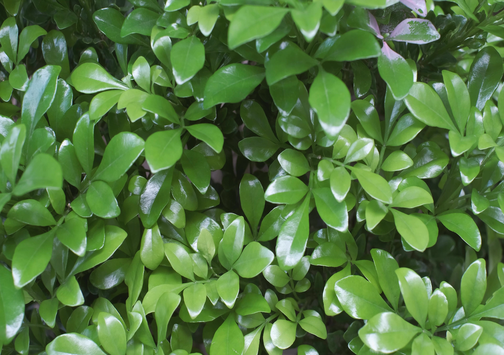 Blätter, Aglaia odorata, Duftbaum, Balkonpflanze Blätter, Aglaia odorata, Duftbaum, Balkonpflanze