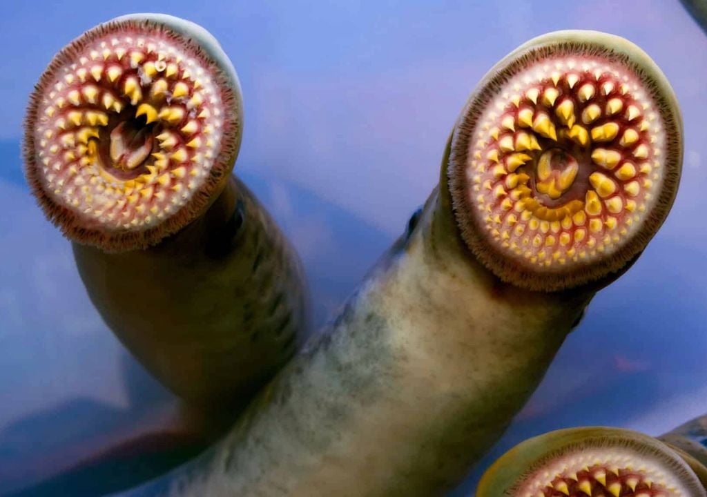 lamprey