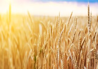 Soberania alimentar de Portugal. Governo lança Estratégia +CEREAIS para fomentar a autonomia alimentar do país