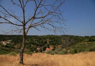 Sobras da limpeza florestal v&atilde;o aquecer as t&iacute;picas casas transmontanas