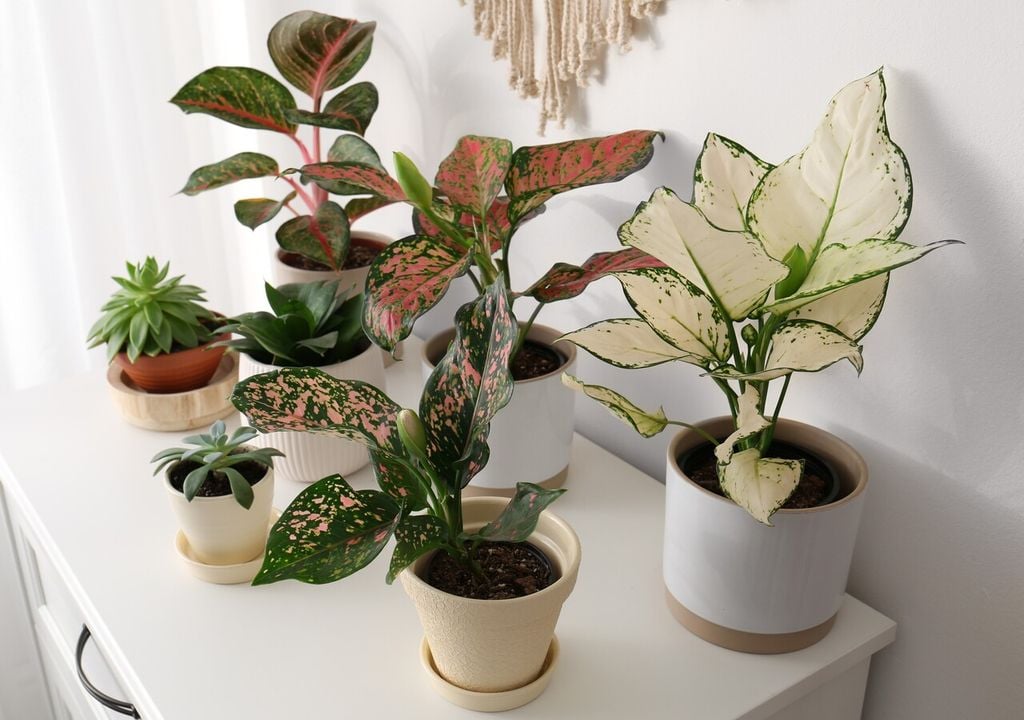 Aglaonema Su follaje bicolor aporta luminosidad a espacios cerrados. Tolera aire seco y temperaturas estables durante todo el año.