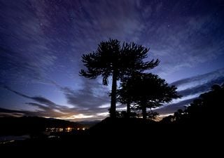 Sobrevivió a los dinosaurios. ¿Podrá la araucaria resistir el clima actual?