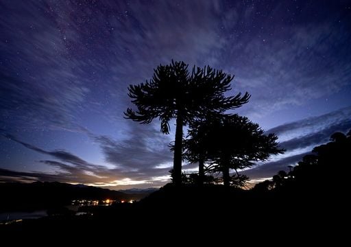 Sobrevivió a los dinosaurios. ¿Podrá la araucaria resistir el clima actual?