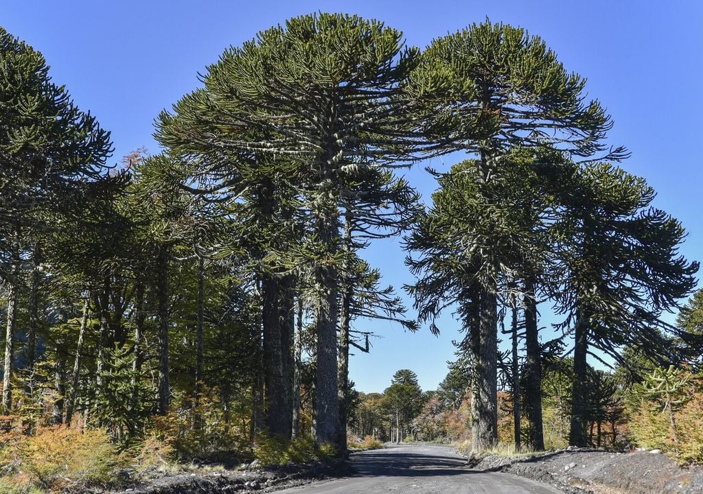 Araucarias Araucarias