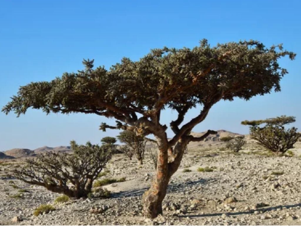 Ocho de las 24 especies de incienso se localizan en esta región del mundo.