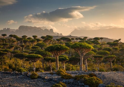 Socotra: la isla de Yemen con &aacute;rboles que sangran y paisajes que parecen sacados de la saga de Avatar