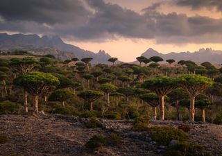 Socotra, la isla de Yemen que parece de otro planeta pero es casi imposible de visitar