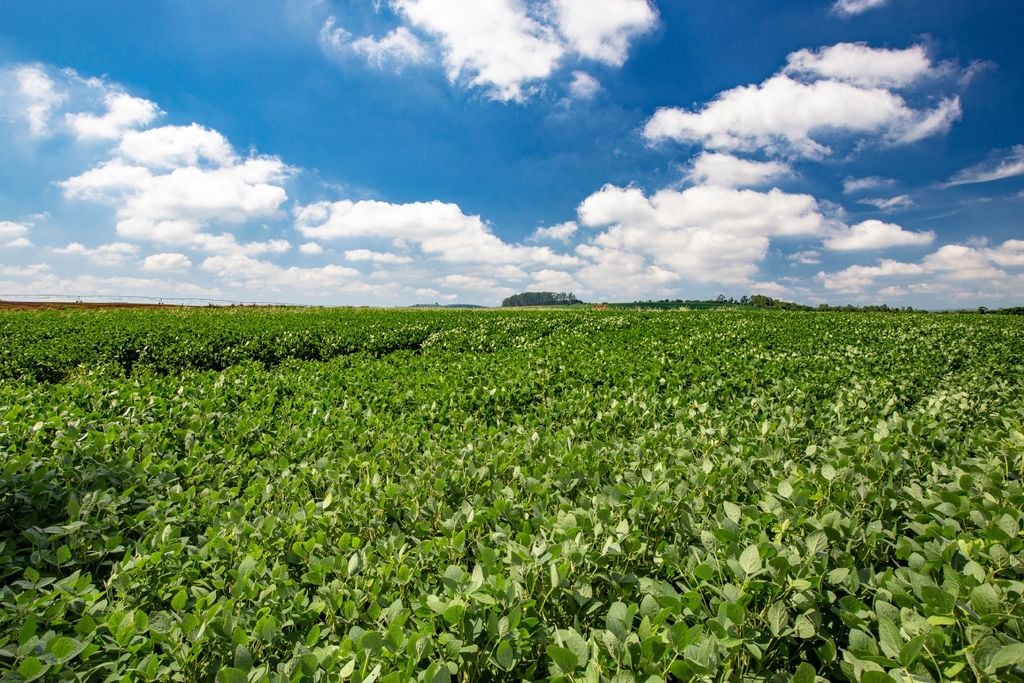 Produção e plantio de soja no Brasil: dinâmica que influencia preços, clima e safras.