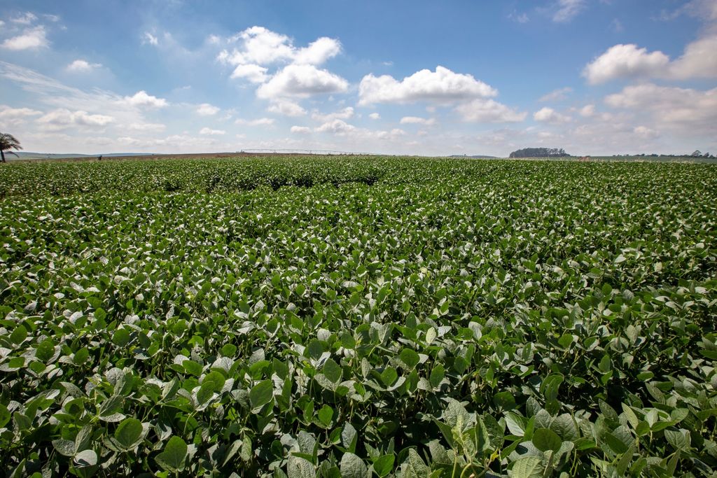 Soja, china Soja, china