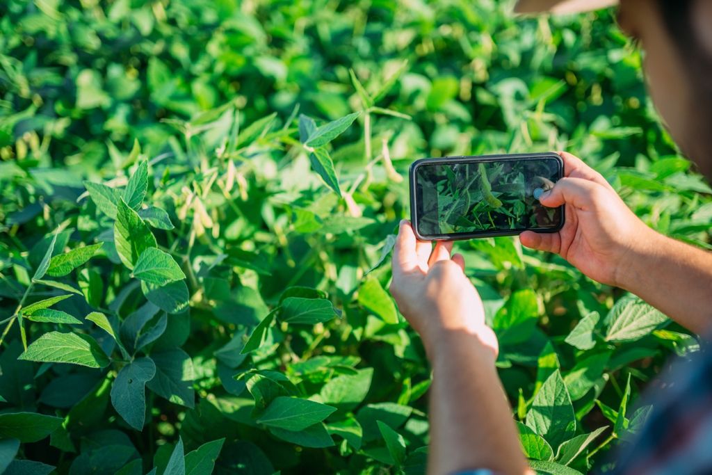 Soja, chuva Soja, chuva
