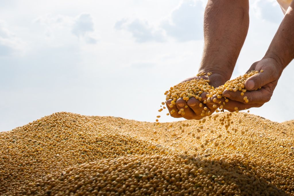 Chuva, soja, produção Chuva, soja, produção