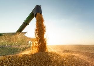 Soja récord, maíz con rindes dispares y un trigo que arranca con demoras: radiografía de la campaña agrícola argentina