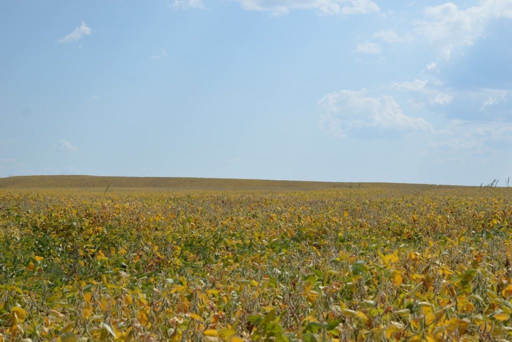 Lucro agrícola e preço da terra sobem juntos, a valorização pode intensificar pressão por expansão em áreas de floresta.