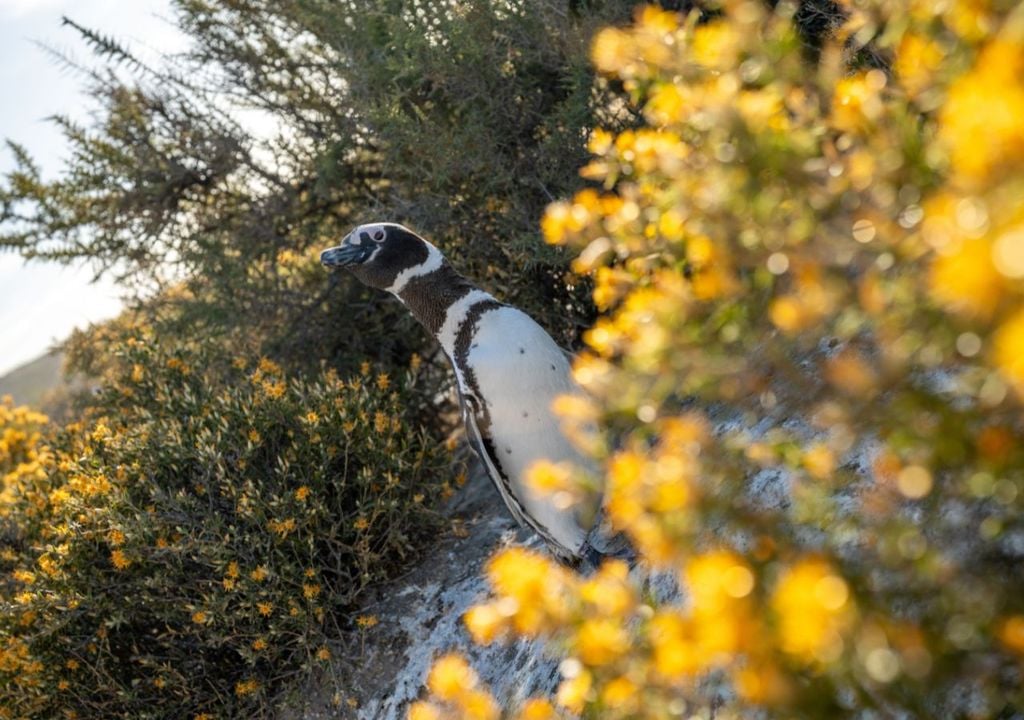 Pingüino de Magallanes Pingüino de Magallanes