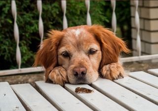 Sol y calor: imán de bichos en casa