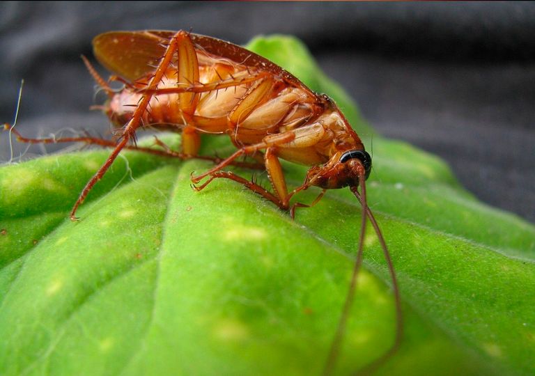 Cucaracha Cucaracha