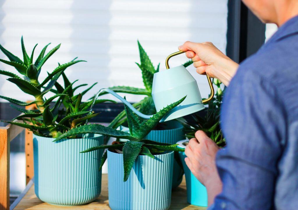 aloe Aloe es una de las suculentas más conocidas y resistentes. En verano agradece luz intensa sin exposición directa en las horas más calurosas.