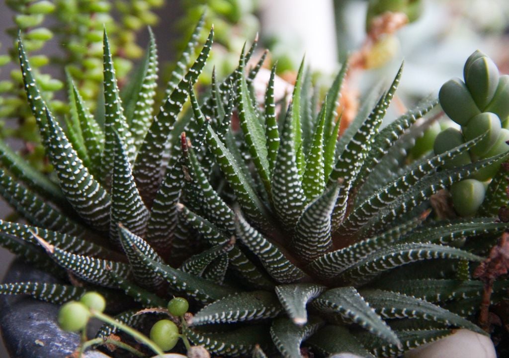 Haworthia Las Haworthia prefieren luz abundante pero filtrada y suelen crecer mejor protegidas del sol directo, lo que las convierte en una opción ideal para balcones luminosos sin exposición extrema.