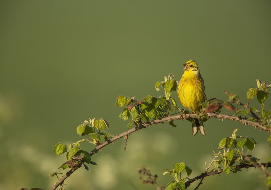 Yellowhammers were found to thrive on well-managed solar farms