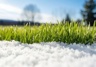 Rasenpflege im Winter: Warum richtiges Bewässern entscheidend ist und wie Sie Ihren Rasen auf den Frühling vorbereiten