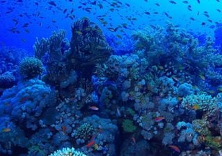¿Sabías que sólo conocemos el 10% de los océanos? La NOAA participa en un proyecto para explorar este 'mundo azul'