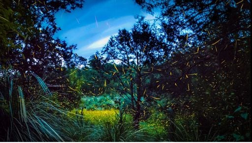 Solo ocurre durante unas semanas: las luci&eacute;rnagas de Tlaxcala convierten el bosque en un mar de luz