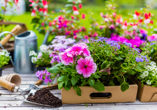Solsticio de verano y jardinería: qué sembrar y cómo aprovechar la energía del 21 de junio en tu huerto casero