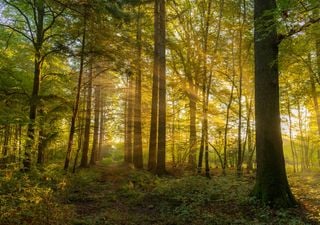 Solstício de verão ativa reprodução de faias na Europa