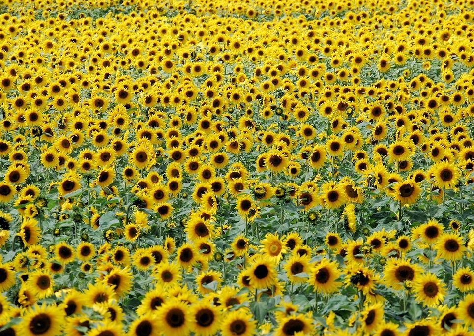 Solstizio d'estate 2018, quando sarà quest'anno? Solstizio d'estate 2018, quando sarà quest'anno?