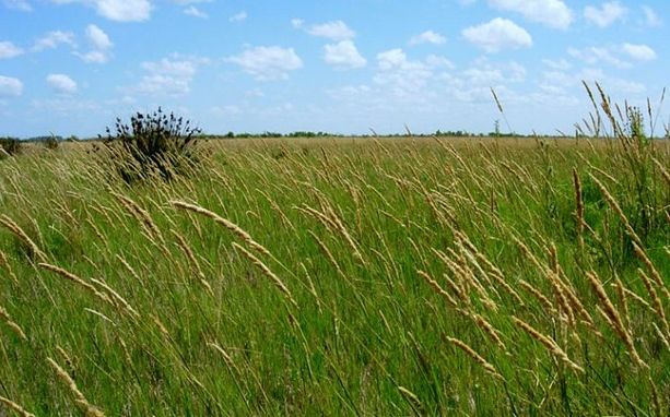 Soluciones Naturales Pueden Reducir El Calentamiento Global