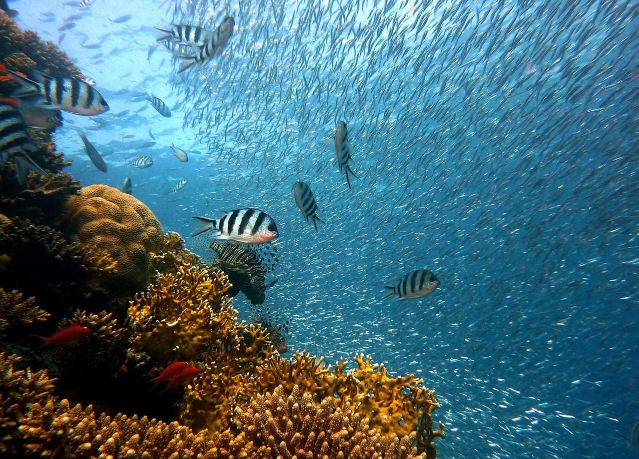 En Australia, los investigadores pueden haber encontrado una solución para restaurar los arrecifes de coral del país.