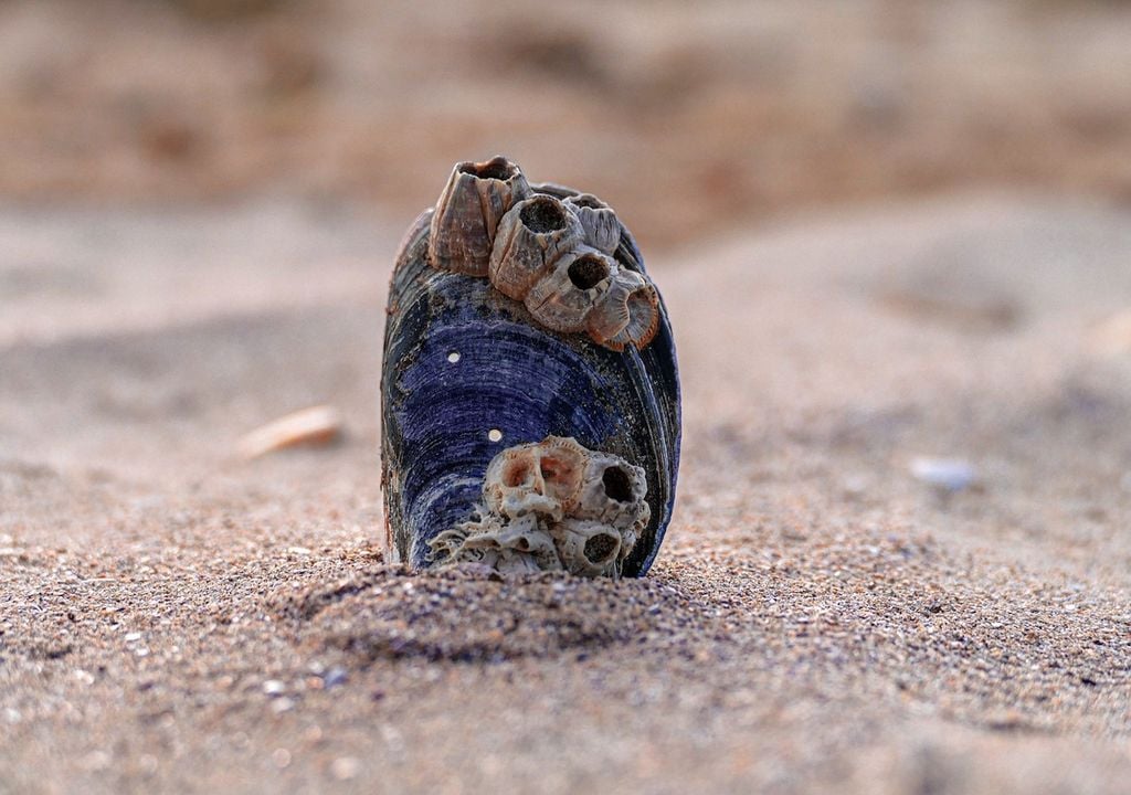 Blue mussels can be negatively impacted by the coatings used on offshore wind turbines.