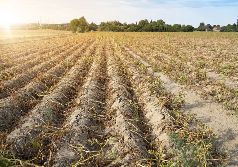 Hitze- und Dürresommer: Wie schlimm wird das Sommerwetter 2021? Hitze- und Dürresommer: Wie schlimm wird das Sommerwetter 2021?