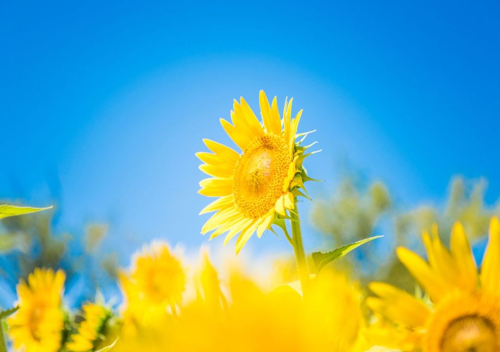 sonnenblume, august, sommer