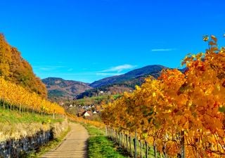 Sommer-Comeback. Unsere Wetterkarten zeigen nächste Woche bis zu 28°C und viel Sonnenschein. Das ist der Altweibersommer