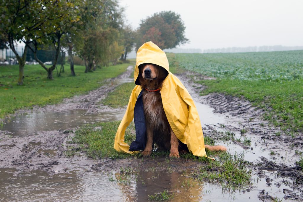 Regenwetter