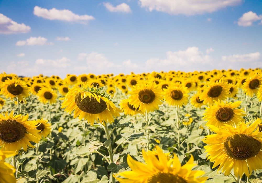 Sommer in Topform Sommer in Topform