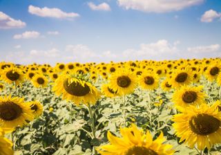 Sommer ohne Ende: sonnig, trocken und sehr warm!