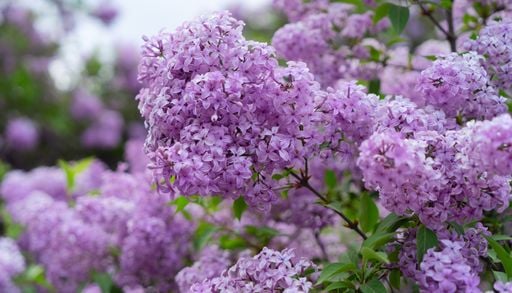 Sommerflieder vermehren: Warum jetzt der beste Zeitpunkt f&uuml;r Stecklinge ist