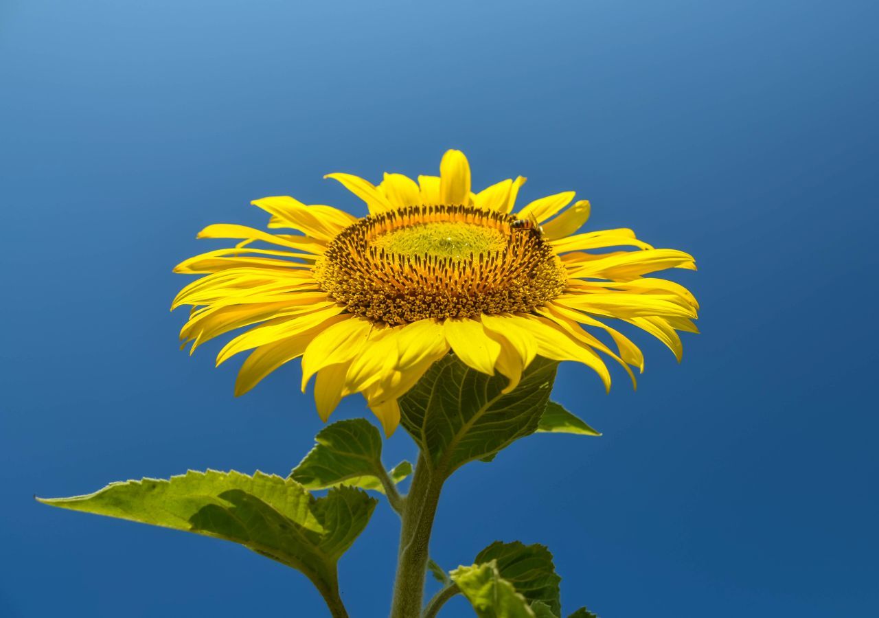Bald 30°C Der Sommer kommt wieder nach Deutschland zurück!