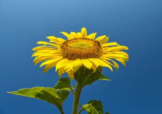 Bald 30°C: Der Sommer kommt wieder nach Deutschland zurück! 