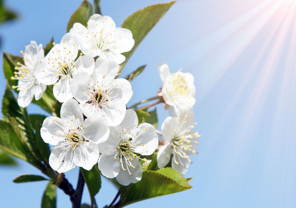 Frühlingswetter Frühlingswetter