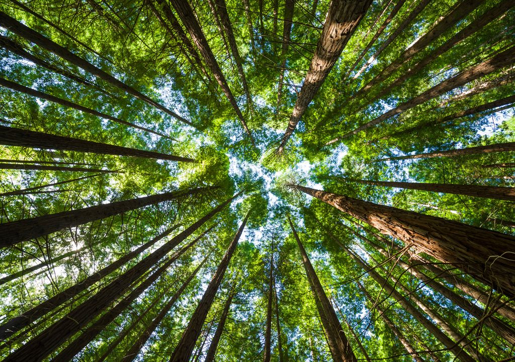 xilología o dendrología