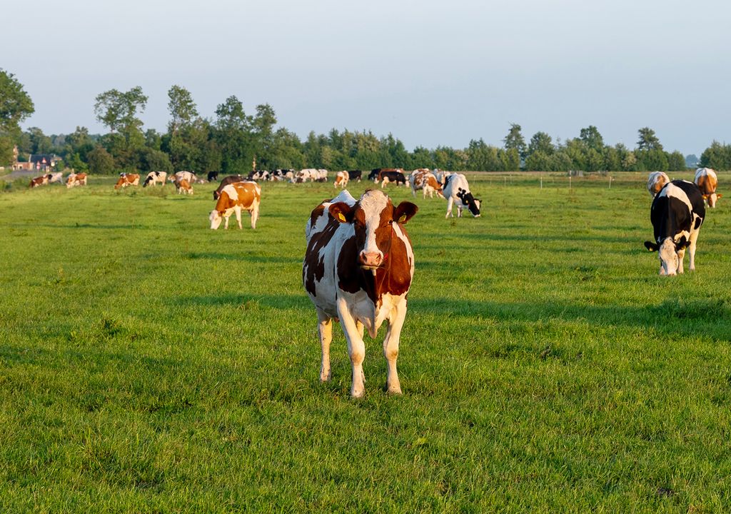 Estudio de las gramineas