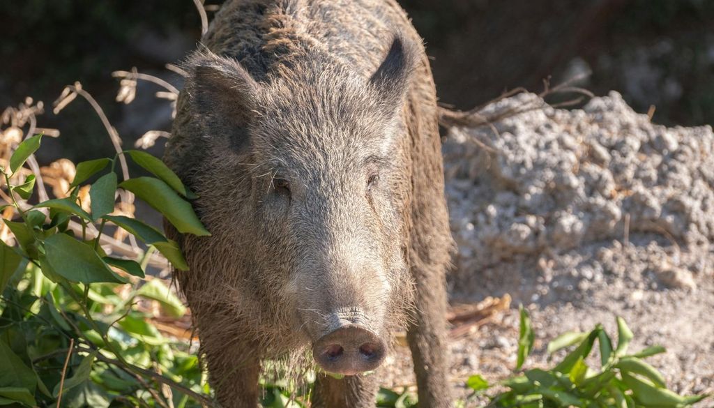 Se ha detectado un parásito intestinal que puede encontrarse tanto en personas como en numerosas especies animales