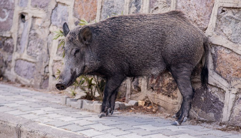 La probabilidad de exposición a los patógenos que portan estos animales aumenta cuando conviven estrechamente con las personas