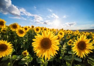 Bis zu 34°C in Deutschland: Längste Schönwetterphase des gesamten Jahres! Kein Ende in Sicht! 