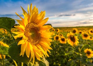Sonnenblumenkerne einfach selbst ernten
